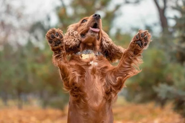 Je soutiens, j’ajoute un don à ma commande