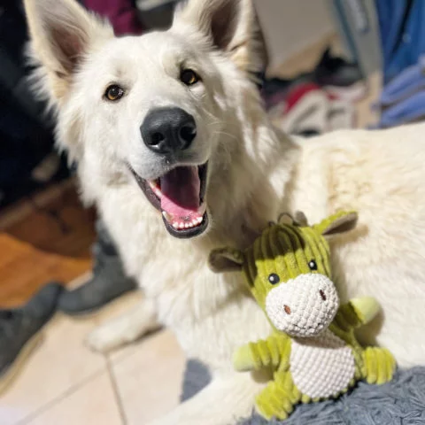 LILI JOUET POUR CHIEN FIDELAMI LA SPA