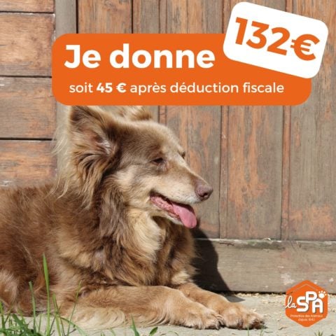 Don de 132€ - Pour 6 mois de soins pour un chien