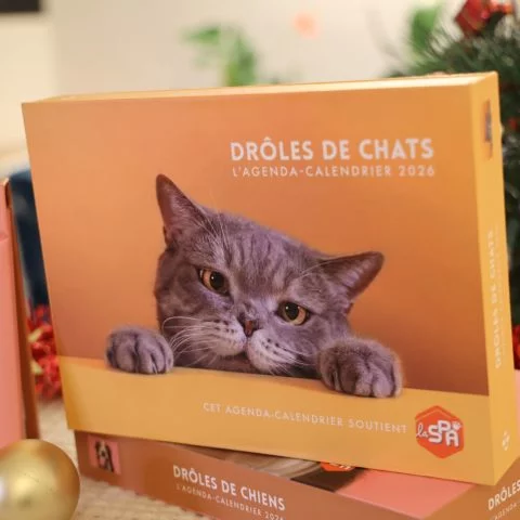 Agenda Drôle de Chats - 2026
