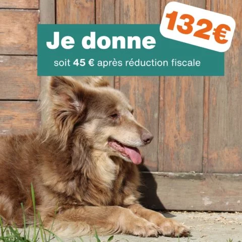 Don de 132€ - Pour 6 mois de soins pour un chien