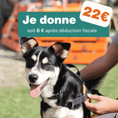 Don de 22€ - Pour 1 mois de soins pour chien