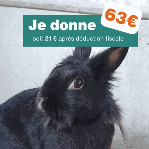 Don de 63€ - Pour 3 mois de traitement pour un lapin