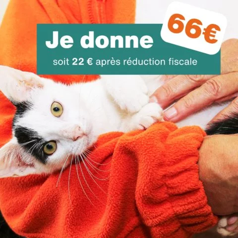 Don de 66€ - Pour 3 mois de soins pour un chat