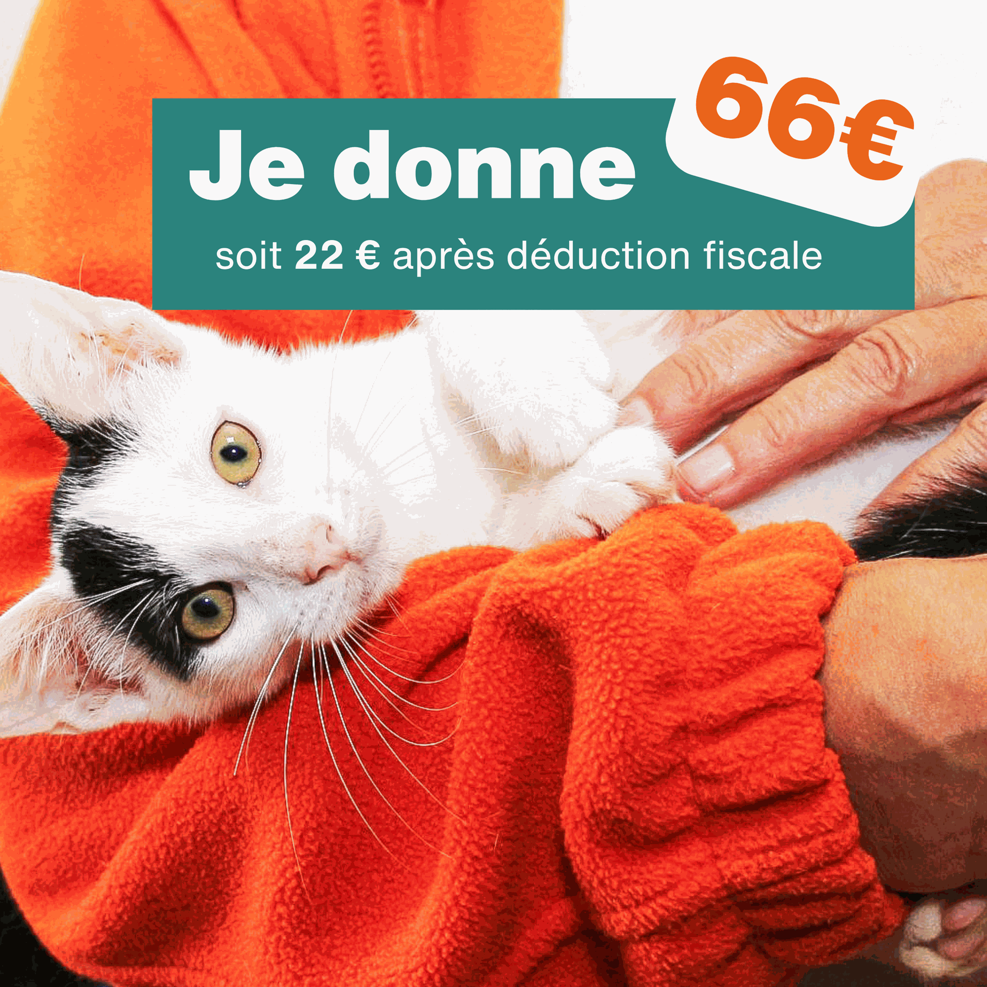 Don de 66€ - Pour 3 mois de soins pour un chat