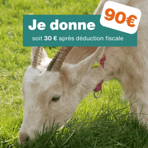 Don de 90€ - Pour 3 mois de traitement pour les chèvres