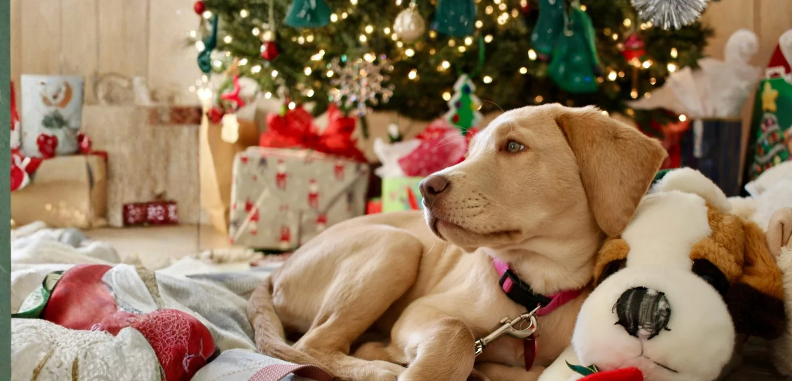 Sélection spéciale Noël